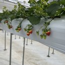 고양농장 | 고양 일산 딸기체험 '다인이네 딸기체험농장' 아이와 함께 재방문한 내돈내산 후기