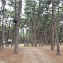 솔내음야영장 이미지