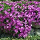 태하 성하신당 이미지