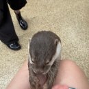 이웃집 | 경산 실내 동물원 이웃집 수달 후기 수달 간식 주기 체험 시간