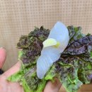 삼선횟집 | 가락시장 횟집 신선하고 푸짐했던 용천수산 방문 후기