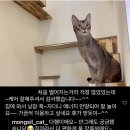 몽실캣 이미지