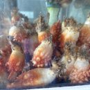 제주도 휴애리 맛집 서귀포 유채꽃 구경 후 오가네본점