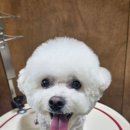 멜팅그루밍 이미지