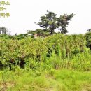 하예동-8 이미지