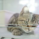 대구고양이분양 도로시펫 이미지