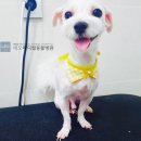 네오동물병원