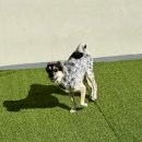 486독스쿨 이미지