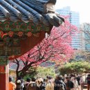 구름닮은빌딩 | 0319 서울 봉은사 홍매화 실시간 개화 산수유 수양벚꽃까지 도심 속 봄꽃산책