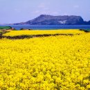 봄의노래 이미지