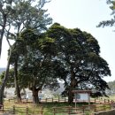 관매도 후박나무 이미지