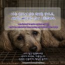강아지분양 타임도그 애견샵 목동점 | 나는 원하지 않는 교배를 당하고, 새끼를 빼앗기는 삶에 지쳤습니다.