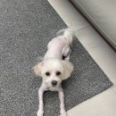 도그래스(DOGRASS) | 털 한 올까지 완벽하게, 당진 애견 미용 후기