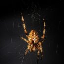 효자 태권도체육관 이미지