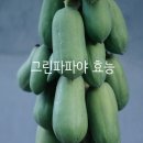 그린파파야 이미지