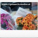 루첼라리아 이미지