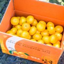 땡큐베리팜 이미지