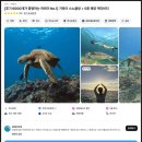 씻고놀개 | 하와이 투어 거북이 스노쿨링, 오하우 신혼여행 일일투어 후기, 꿀팁