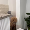 그루머제인 이미지