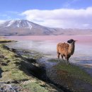 볼리비아, Laguna Colorada (Red Lagoon) 이미지