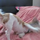채연농장 Daum카페