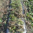 병호농장 이미지