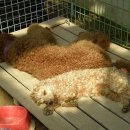 오뉴월개팔자 이미지