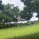 덕현목장 이미지