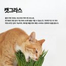 냥냥펀치 이미지