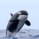 고래천국 이미지