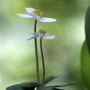 바람꽃건강 이미지