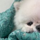 아나까워 이미지