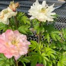 대림가든 이미지