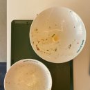 오레시피거제아주점 | [거제맛집/상동] 거제포케 상동동샐러드 맛집 앤가든 솔직후기!