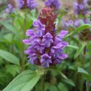 행복을주는꽃 이미지