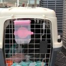 MY DOG GROOMING | [호치민생활정보] 강아지/고양이 펫샵(펫용품점) 위치 / 강아지용품, 고양이용품 파는 곳 / 호치민 동물...