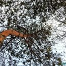 무궁화금호 이미지