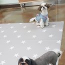 멍멍아 스파가자 이미지