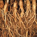 늘푸름 홍천한우 농장 이미지