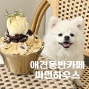 동탄 신리천 애견동반카페 써먼하우스 내돈내산 후기