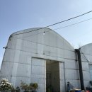 황금송 | 광명 화훼집하장 봄맞이 식물 쇼핑 추천 | 가격 종류 구매 후기