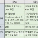 (주)펄스라인생명과학유천점 | DNA 코로나 백신
