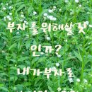 단아인셀덤