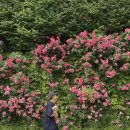 STAY 핀다 | 청주 세종 6월 꽃구경 명소 TOP4