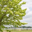 이팝나무길 이미지