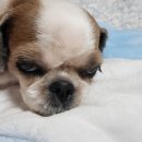 쫑이네