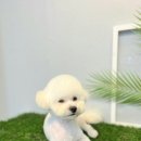 정말귀엽개 이미지