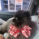 밀크숑 애견샵 이미지