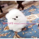 샤이나(SHAINA) 이미지