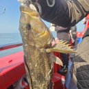 킹콩낚시 이미지